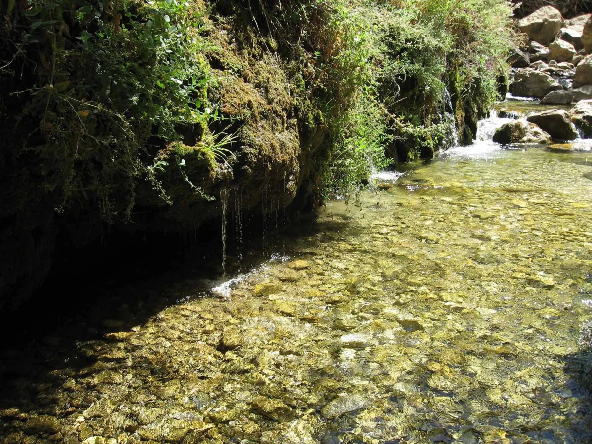 تور تنگ گردو کنک