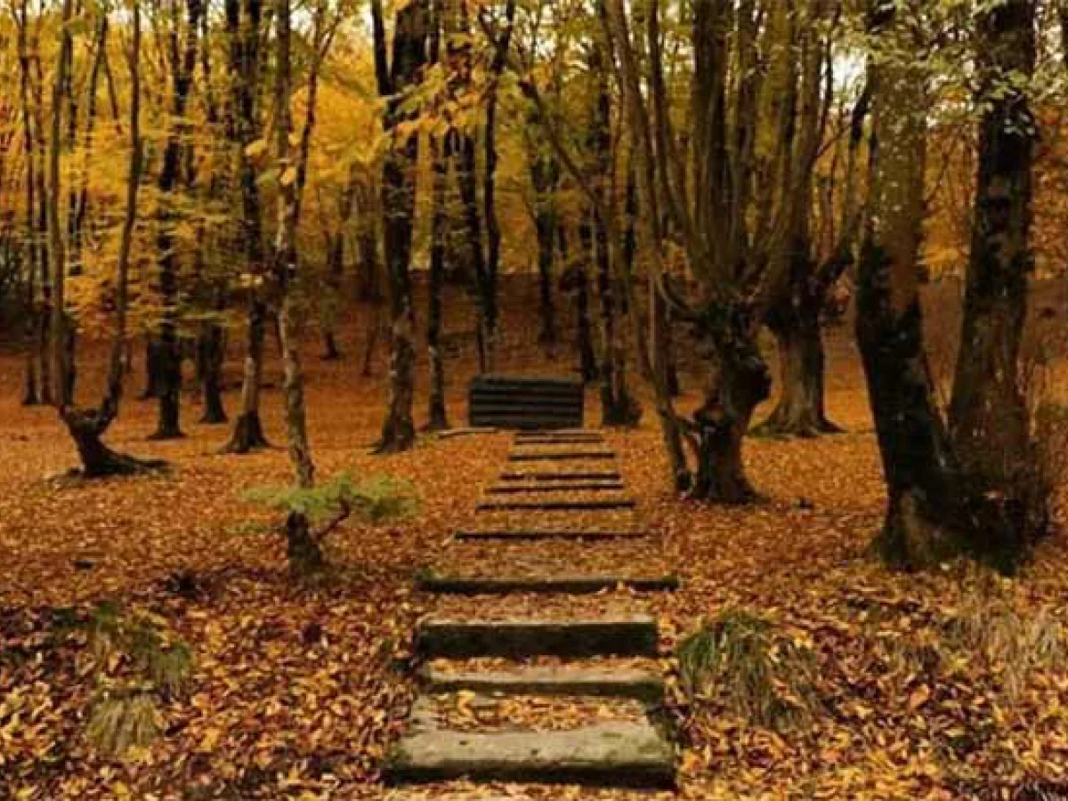 تور پاییز هزار رنگ شمال(مازندران) 18 آبان