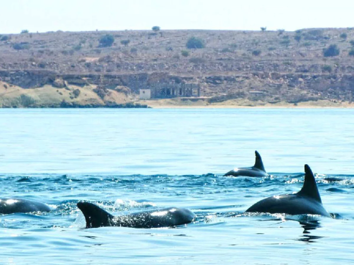 ️تور قشم و هنگام و درگهان