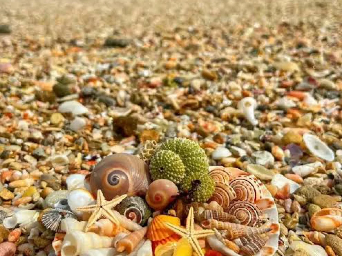 جزیره هندورابی 