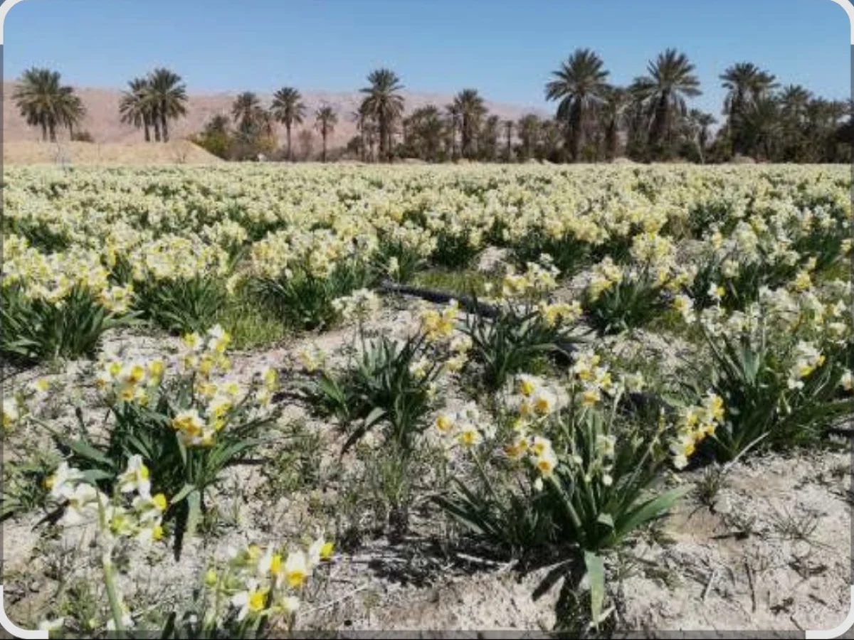 تور یک روزه نرگس زار خفر 